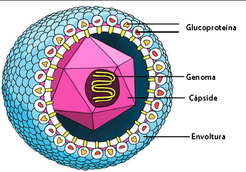 Diagrama de un citomegalovirus