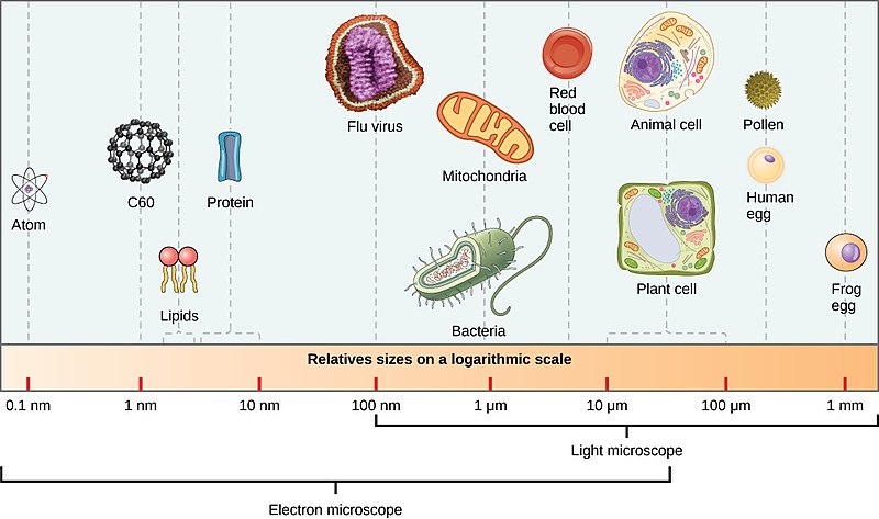 Relative sizes of microscopic entities